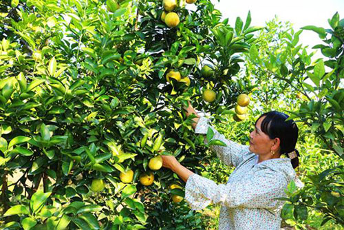 Hưng Yên: Sản xuất sạch, nâng cao hiệu quả cây cam