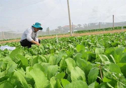 HTX Thanh Tân đang là điểm tựa sản xuất cho hàng chục thành viên, hộ liên kết