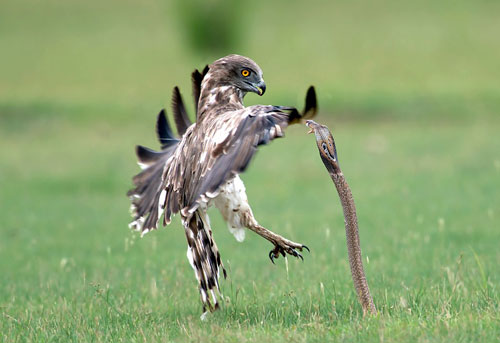 Rắn hổ mang đối đầu với đại bàng và kết cục bi thảm