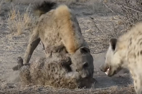 CLIP: Đàn linh cẩu đoạt mạng đồng loại