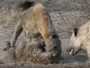 CLIP: Đàn linh cẩu đoạt mạng đồng loại