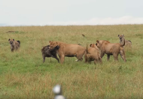 CLIP: Sư tử kéo nhau cướp mồi của đàn linh cẩu