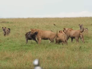 CLIP: Sư tử kéo nhau cướp mồi của đàn linh cẩu