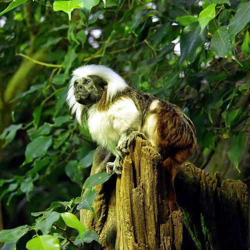 Khỉ sóc đầu trắng có tên khoa học là Saguinus Oedipus. Đây là loài khỉ nhỏ chỉ nặng khoảng 0,5kg, chiều dài thân (không tính phần đuôi) khoảng từ 21cm - 26cm. Ảnh: wikipedia.