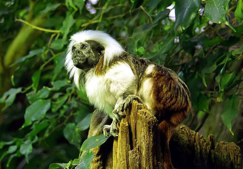 Chùm ảnh: Khỉ sóc đầu trắng và mái tóc “nghệ sĩ” ấn tượng