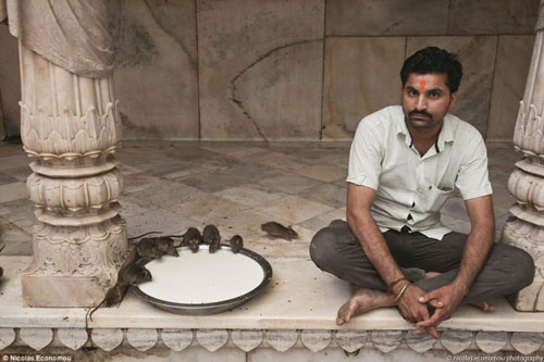 Kinh hãi: Ngôi đền nuôi chuột như thú cưng ở Ấn Độ