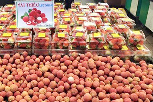 Xuất khẩu vải thiều chinh phục thị trường khó tính