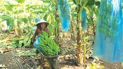 Chán tiêu trồng chuối từ cây bé tin hin, lãi lớn vì bán trái sang Tây