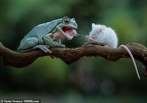 Lạ lùng ếch xanh định ăn thịt chuột, mủi lòng thành bạn tốt