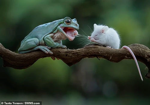 Mới đây, nhiếp ảnh gia Tanto Yensen, ở Jakarta ở Indonesia ghi được những hình ảnh đáng kinh ngạc khi ếch xanh tha chết cho chuột, trở thành bạn thân với con mồi mình định săn giết.