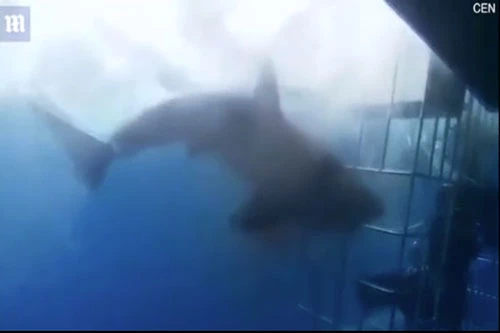 Cảnh tượng cá mập vùng vẫy chống cự sau khi lao đầu vào lồng sắt