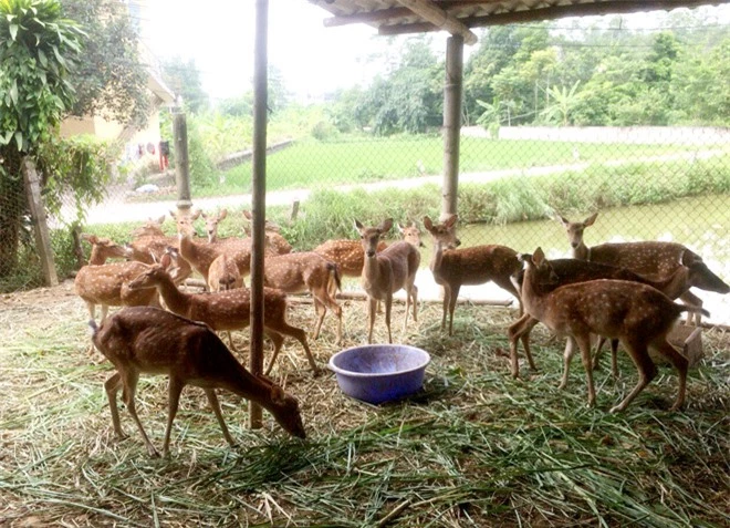 nuoi dong vat hoang da: nguoi "hai" ra tien, ke no dam dia hinh anh 1