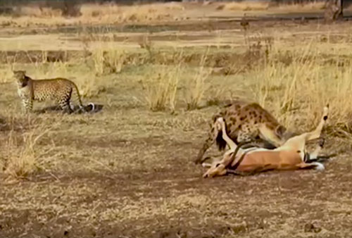 CLIP: Báo hoa mai "bất lực" nhìn linh cẩu cướp mồi