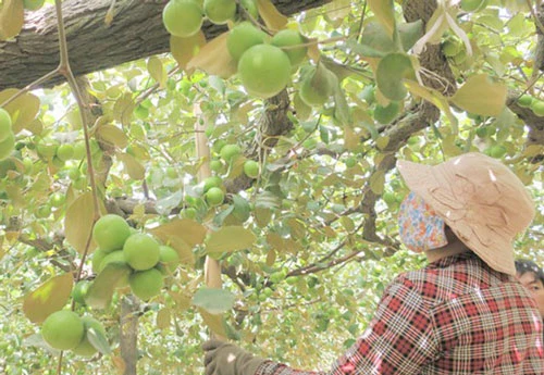 Mô hình trồng táo tại Khánh Hội đang cho hiệu quả cao