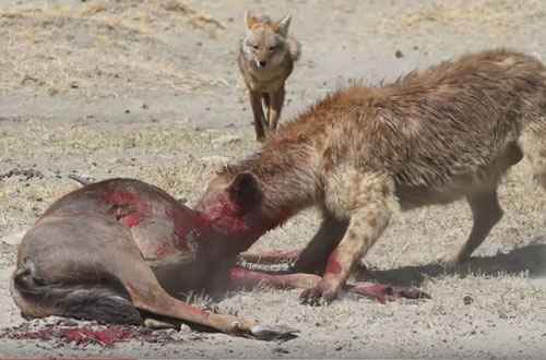 CLIP: Linh cẩu đoạt mạng linh dương đầu bò