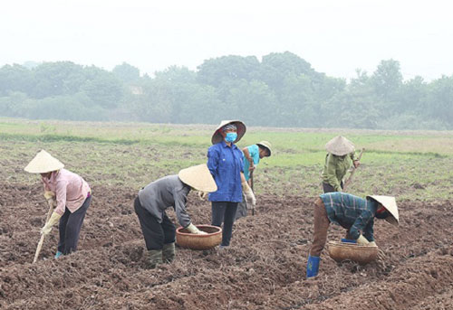Hà Nam: Liên kết trồng khoai tây ở Thanh Hải
