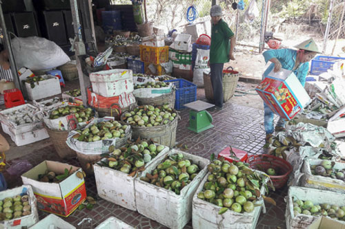 Sóc Trăng: HTX Trinh Phú liên kết đưa trái vú sữa xuất ngoại