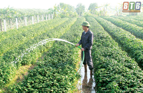 Thái Bình: Trồng loài cây bổ thận, tăng cường sinh lý, dân thu "vàng mười"