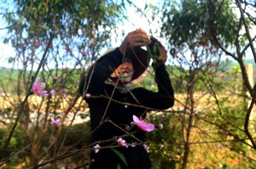 Người trồng đào tuốt lá, tỉa cành … thấp thỏm “ngóng” thời tiết