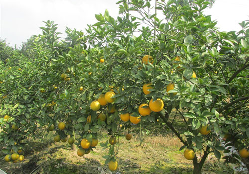Hà Nội: Xứ đồng trồng cam, ổi ngọt, ngon khác biệt