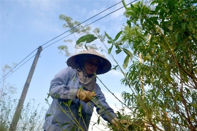 Người trồng đào tuốt lá, tỉa cành … thấp thỏm “ngóng” thời tiết - 2