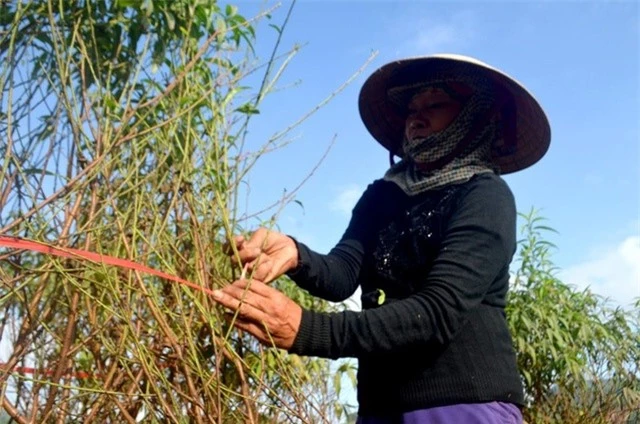 Người trồng đào tuốt lá, tỉa cành … thấp thỏm “ngóng” thời tiết - 8