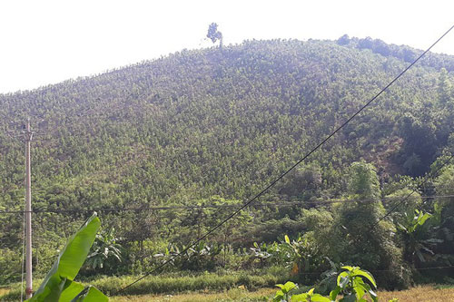 Phú Thọ: Thu nhập hàng trăm triệu đồng từ trồng rừng gỗ lớn