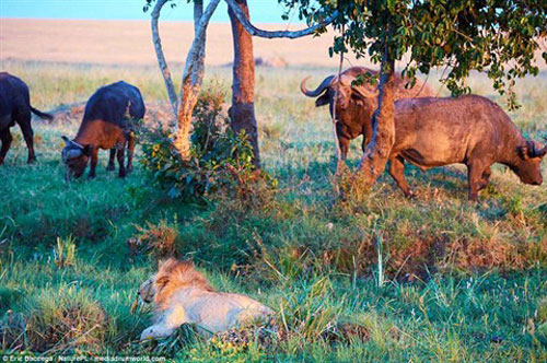 Sư tử rơi vào bước đường cùng, bị trâu rừng đánh thê thảm