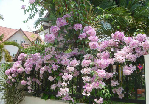 Sự thật "choáng" về loài hoa mùi như tỏi, được yêu thích ở Việt Nam