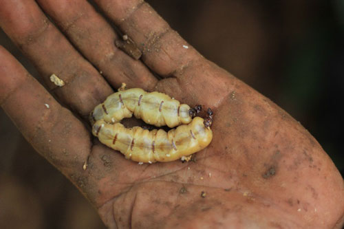 Săn con thần dược, bé bằng ngón tay thu về gần nửa triệu mỗi ngày