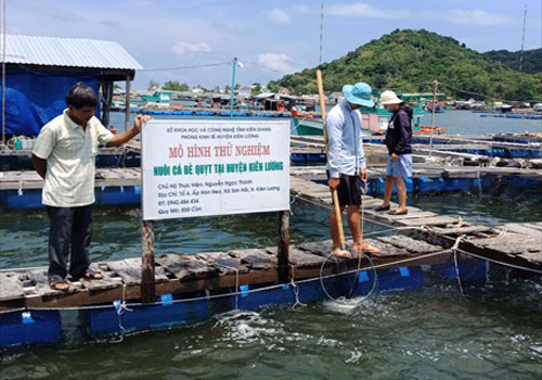 Kiên Giang: Cá bè quỵt, đối tượng nuôi mới của ngư dân Kiên Lương