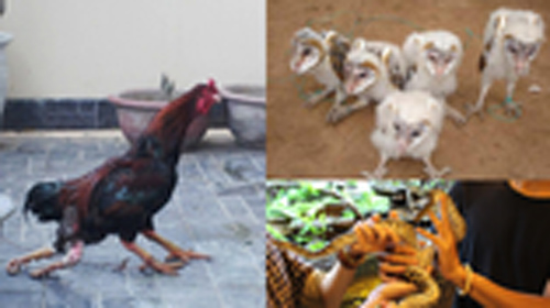 Gà 4 chân, trăn 2 đầu, chim mặt khỉ và những "quái vật" độc nhất đất Việt