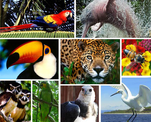 Điều gì xảy ra nếu rừng Amazon không còn tồn tại?