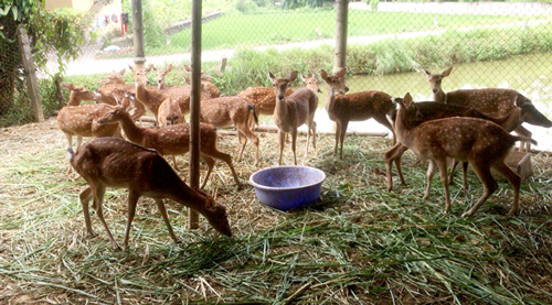  Tuyên Quang: Nuôi động vật hoang dã người "hái" ra tiền, kẻ nợ đầm đìa