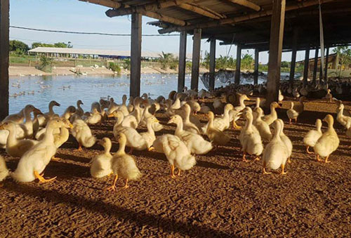 Hướng đi an toàn từ chăn vịt siêu nạc