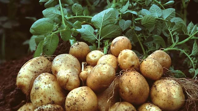 Nhờ sản xuất an toàn, khoai tây có chất lượng cao
