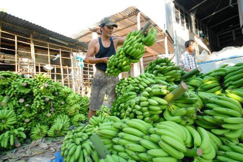 Trồng chuối cấy mô cho lợi nhuận cao. (Ảnh: KT)