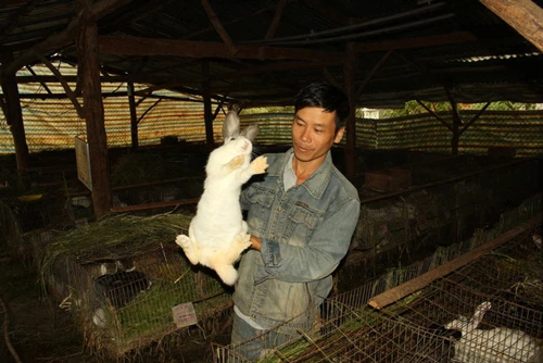 Anh Nguyễn Văn Dũng bên trong trang trại thỏ của gia đình mình