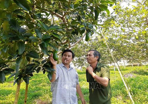 Bà Rịa-Vũng Tàu: Thu nhập cao từ trồng bơ trái vụ