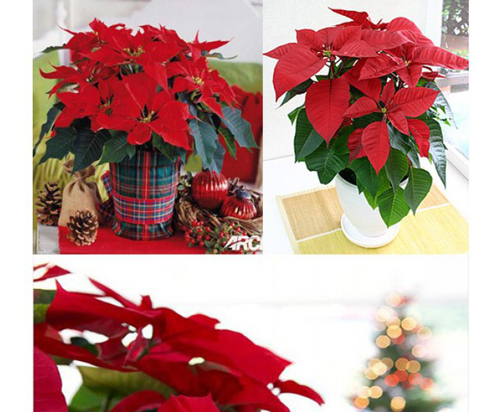 8 loại cây cảnh phong thủy “hút” tài lộc trong dịp đầu năm mới