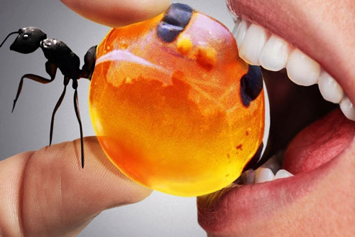 CLIP: Những loài côn trùng bạn có thể ăn được