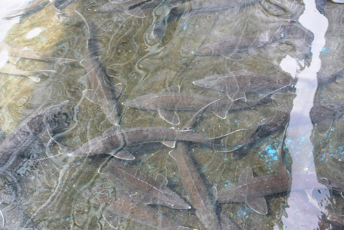 Quảng Ngãi: Nuôi cá tầm, trồng cây "triệu đô" trên núi cao