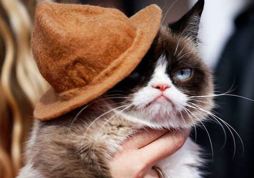 Điểm mặt 5 ngôi sao trong làng động vật thế giới 2019