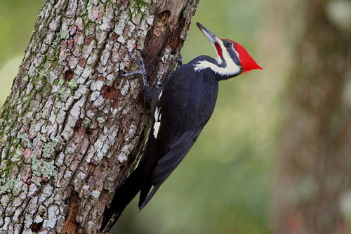 Chim gõ kiến bổ tới tấp vào cây mà sao không bị vỡ não?