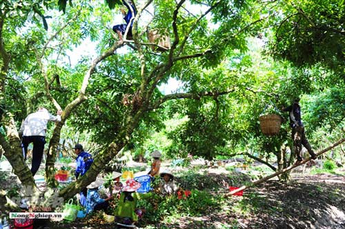 An Giang trồng nhãn xuất khẩu, khôi phục các giống nhãn quý