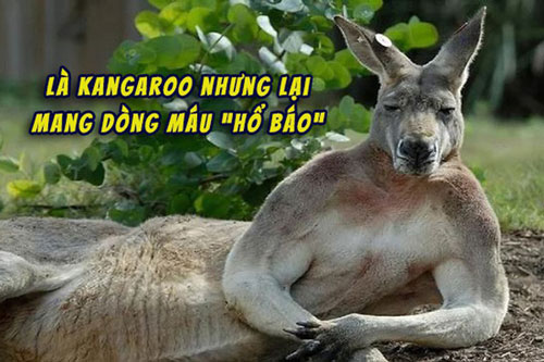 Kangaroo vạm vỡ cao 1m8 ngang nhiên vào thị trấn phá nát 1 khu vườn, "cà khịa" 3 người và đánh trọng thương cụ bà lớn tuổi