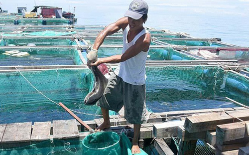 Nông dân Lý Sơn lãi lớn từ mô hình nuôi cá bớp thương phẩm