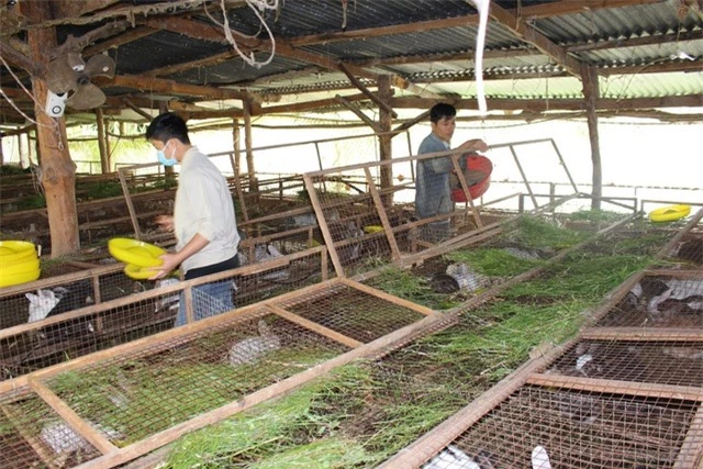 Công nhân đang vệ sinh chuồng trại và thay thức ăn cho thỏ