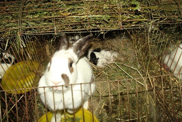 Cứ 2 tháng thỏ mẹ đẻ 1 lứa, mỗi lứa đẻ từ 8 – 12 con (1 năm 5 lứa), khiến số lượng thỏ trong trang trại của anh Dũng tăng rất nhanh, thu về lợi nhuận cao