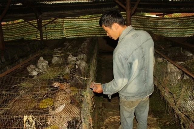 Hàng ngày anh Dũng phải thường xuyên kiểm tra chuồng trại, nhiệt độ, thức ăn... để đảm bảo thỏ phát triển khỏe mạnh và không bị dịch bệnh